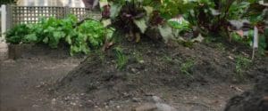 Peter Rabbit 2018 Full Movie Free Download HD Bluray