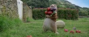 Peter Rabbit 2018 Full Movie Free Download HD Bluray