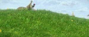 Ploey 2018 Full Movie Download Free HD 720p