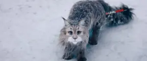 Cat and Dog 2024 Full Movie Download Free WebRip
